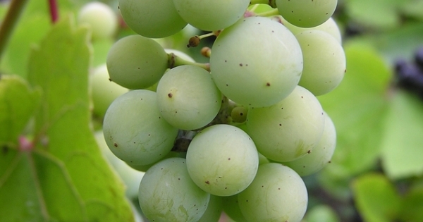 Adózási tudnivalók szüretelőknek II.