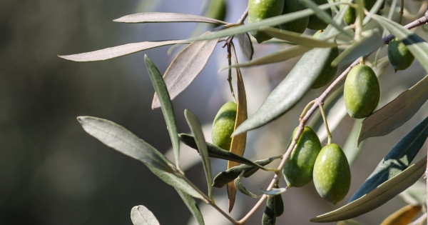 Egy növény, amely évezredeket élt túl, és most a klímaváltozás teszi próbára – interjú Laki Juli olívatermesztővel