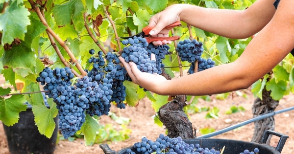 A mezőgazdasági munkaerőhiány miatt módosultak újból az egyszerűsített foglalkoztatás szabályai