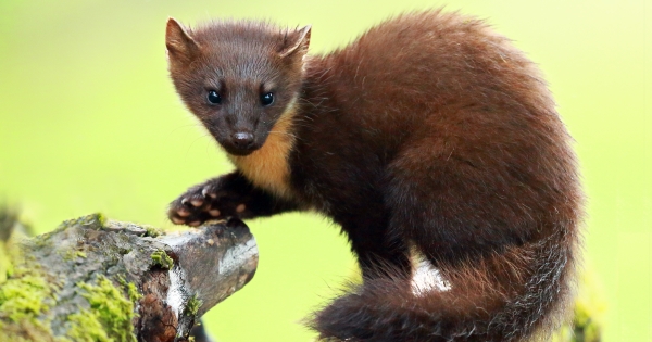 Tudja, melyik déli szomszédunknál fizethet ma is nyesttel?